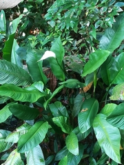 Spathiphyllum wallisii