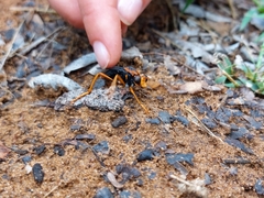 Proagonistes