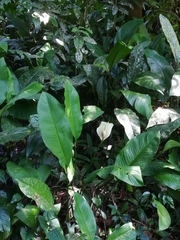 Spathiphyllum wallisii