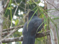 Trogon viridis