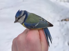 Cyanistes caeruleus caeruleus