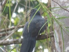 Trogon viridis