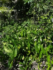 Spathiphyllum wallisii