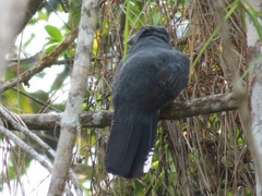 Trogon viridis