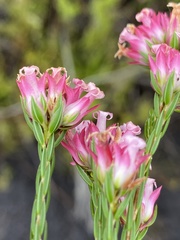 Erica bracteolaris