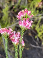 Erica bracteolaris