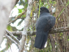 Trogon viridis