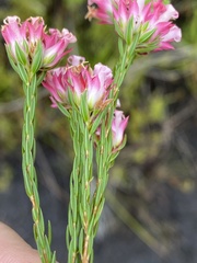 Erica bracteolaris