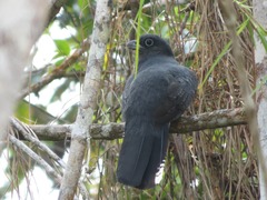 Trogon viridis