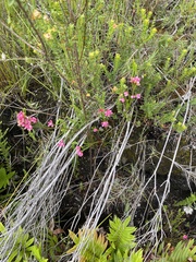 Erica bracteolaris