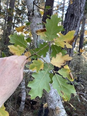 Quercus × ganderi