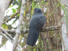 Trogon viridis