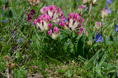 Anthyllis vulneraria alpestris
