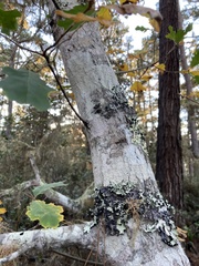 Quercus × ganderi