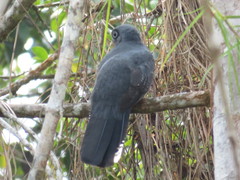 Trogon viridis