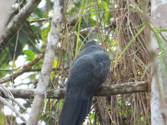 Trogon viridis