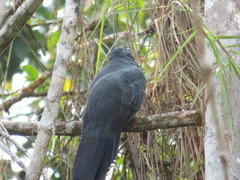 Trogon viridis