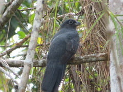Trogon viridis