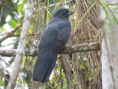 Trogon viridis