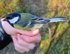 Parus major major