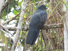 Trogon viridis