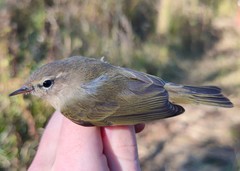 Phylloscopus collybita abietinus