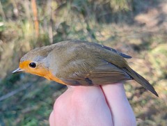 Erithacus rubecula rubecula