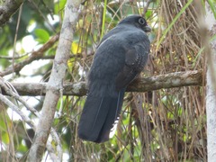 Trogon viridis