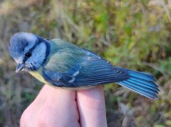 Cyanistes caeruleus caeruleus