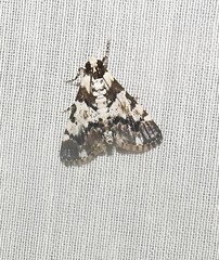 Termioptycha albifurcalis