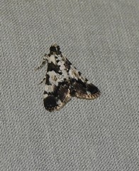Termioptycha albifurcalis