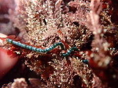 Chaetomorpha spiralis