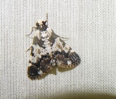 Termioptycha albifurcalis