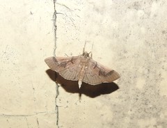 Pilocrocis milvinalis
