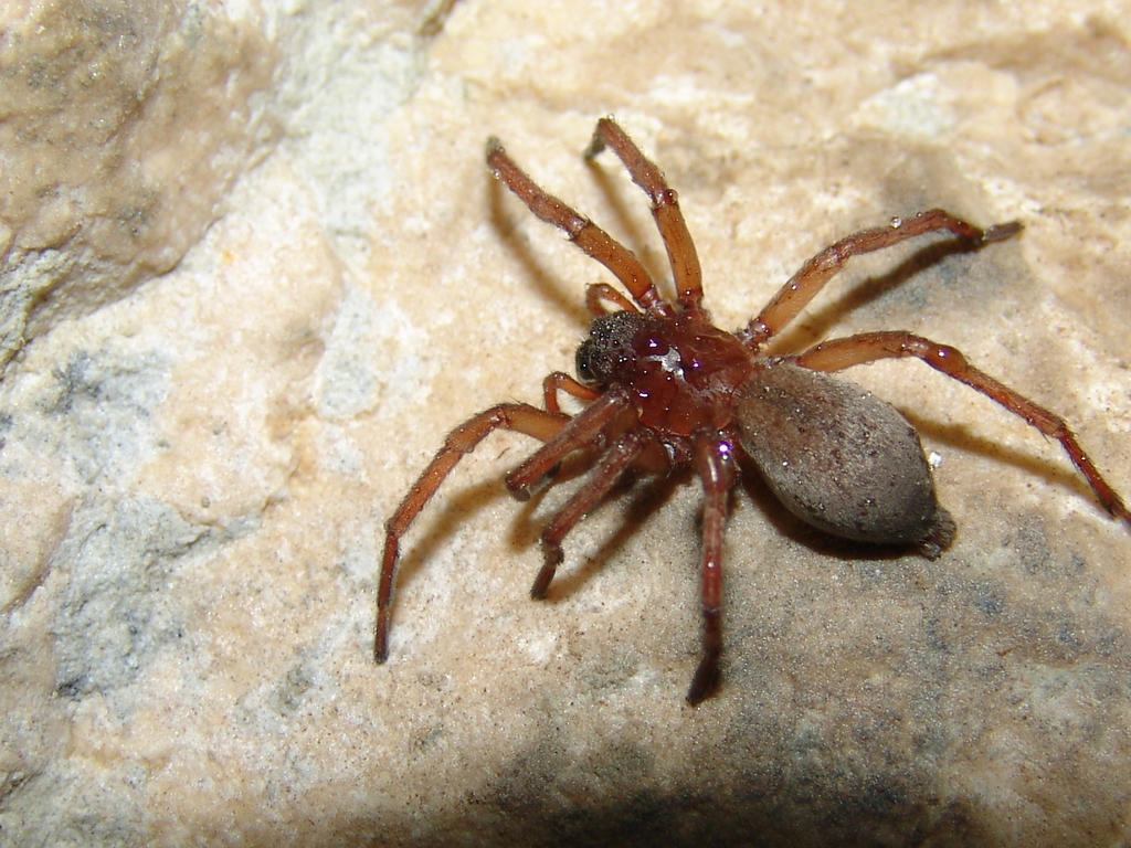 Drassodex heeri