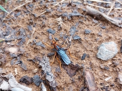 Proagonistes
