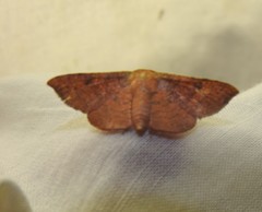Banisia