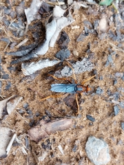 Proagonistes