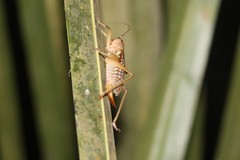 Nastonotus foreli