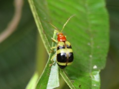 Gynandrobrotica