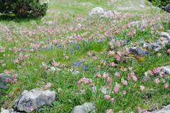 Anthyllis vulneraria alpestris