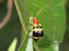 Gynandrobrotica