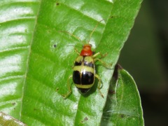 Gynandrobrotica