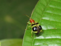 Gynandrobrotica