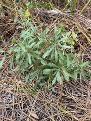 Morella cerifera image