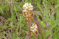 Orobanche picridis