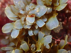 Dictyopteris undulata