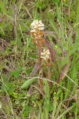 Orobanche picridis