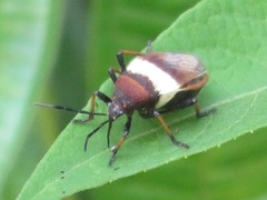 Largus balteatus