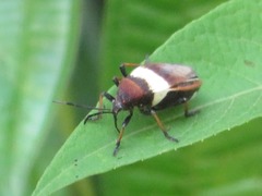 Largus balteatus
